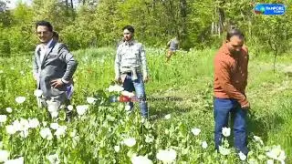 Poppy destruction drive held at Konibal Pampore. #breakingnews #viralvideos