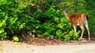 nature video natural song nature full video HD SRK photography like subscribe share comment Hindi