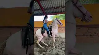 CABALLO PERLINO