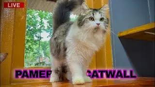 CATWALL BARU LANGSUNG PAMER 🤣