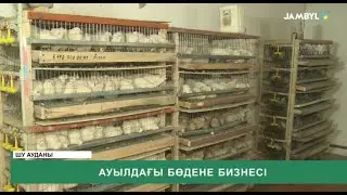 Ауылдағы бөдене бизнесі