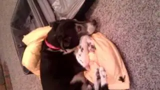 johan_sleeping_on_vest.3gp