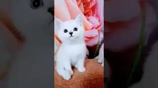 Шотландские котята в серебристой шубке с голубыми глазами для Вас! #скоттишфолд #скоттишстрайт