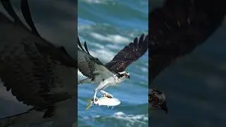 Osprey wrangles huge fish from the surf.