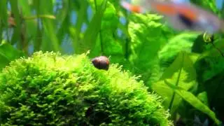 SNAIL EATING ALGAE. ID algae? (no commentary).