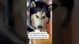 #shorts #huskies #pet #fypシ