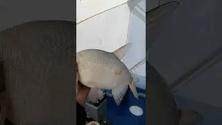 Рыбалка на Сергеевке