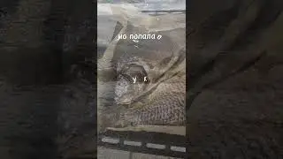 рыбка пожарилась 