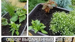 ОБЗОР ВЫСАЖЕННЫХ ЦВЕТОВ. ВЫГЛЯДИТ ПОКА ВСЕ ПЕЧАЛЬНО 🙄