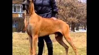 top 10 most dangerous dogs in the world