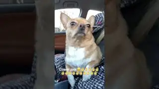 Чихуахуа #приколы #собака #чихуахуа #dog #приколысживотными #shortsvideo #shortvideo #sunny