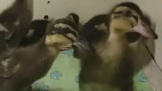 Кормление утят породы 