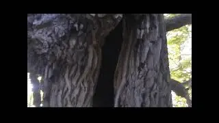 разное   Clip 032 365 -и летниий дуб в селе Подлесное,Хвалынского ра
