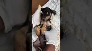 OMG! Poor dog amazing🥹 &Thank you good dog's life🥹 