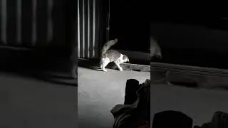 বিড়ালের ফোট বল খেলা। 