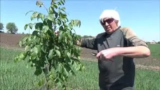 Осмотр состояния двухлетки спустя 10 дней после формировки  Май 2020
