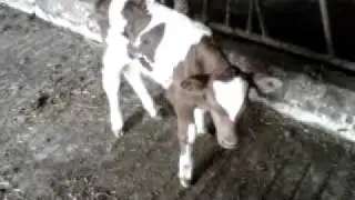 Our new baby calf
