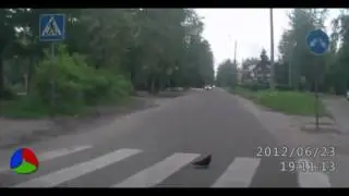 Некоторые животные иногда умнее людей!