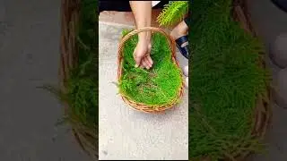 Золотые яйца