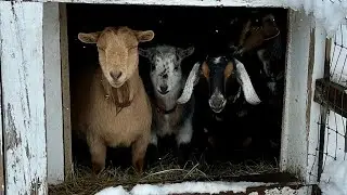 Goats aren’t fans of April blizzard!