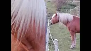 Конете, моите приятели.