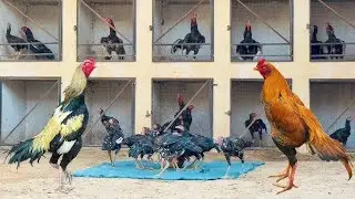 murga dance murgi murgi ke bacche गाय hen Masri Murgiya 🥰#murga #murga_murgi #aseelmurga #shiva0005