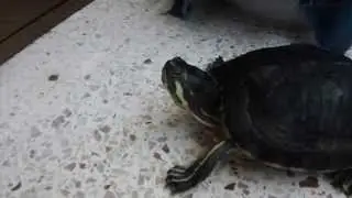 My big torterra ( my pet turtle )