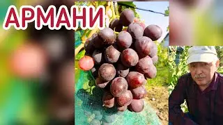 АРМАНИ - испытание на треск и болезни гибридной формы Бурдака А.В. (Беларусь, 2021)
