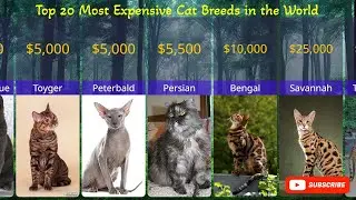Top 20 Most Expensive Cat Breeds in the World.