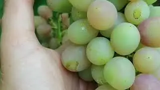 мой виноград на конец июля 2022г