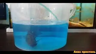 Заболел сапфировый попугайчик