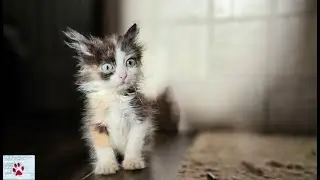 The last cat alive