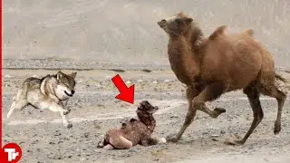 Wolves Attack Camel and This Is What Happened
