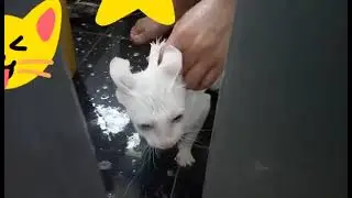 cat saying 