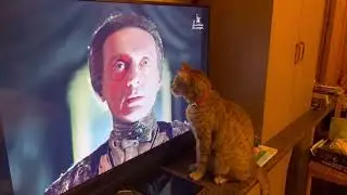 Кот 🐈 у ТВ