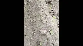 25.05.24.Садим картофель, в борозды после фрезы с окучниками.