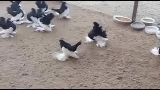 Статные Голуби Петропавловска