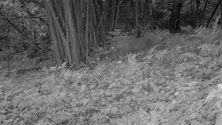 Lynx in Transylvania stalking roe deer.