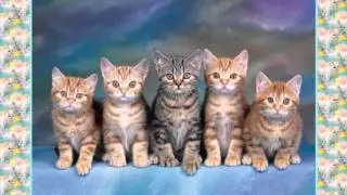Кошки, коты, котята....avi