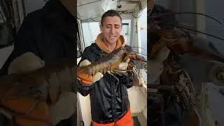 Look at this poor Lobsters claw!
