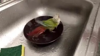Pineapple Green-cheeked Conure Fighting Water