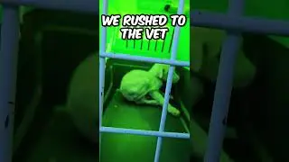 He Was Barely Alive 😱😭