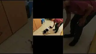 Щенок сильно кусает руки и не только