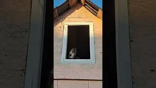 Наша кошка Фрося охотится на бабочек 😂