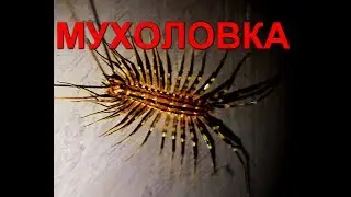 Огромная комнатная многоножка - Мухоловка