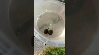 Проросли оба орешка лотоса! 😊🌱🌱