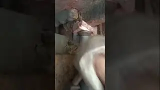 Как выжимают люк под вагоном, для устранения щелей! Вагонник. Железная дорога.