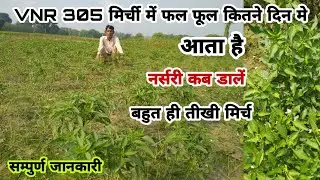 VNR 305 मिर्च कितने दिन मे फल फूल देने लगता है|mirch ki kheti|narsri kab dale|🌶Chili🌶|भागीरथी पटेल ?
