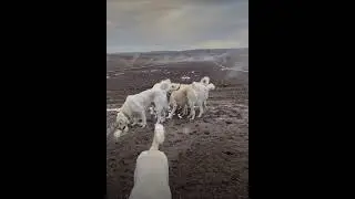 🐶 köpek 🌹🌹🌹