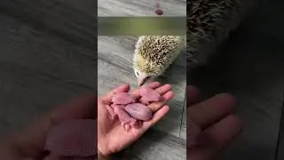A man saved a hedgehog and she turned out to be pregnant and gave birth to little ones.